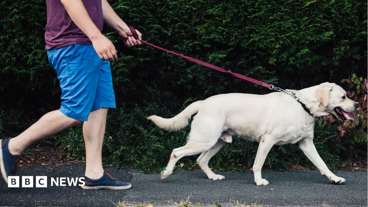 UK Government Rejects Mandatory Dog Ownership Licences Despite Attack Increase