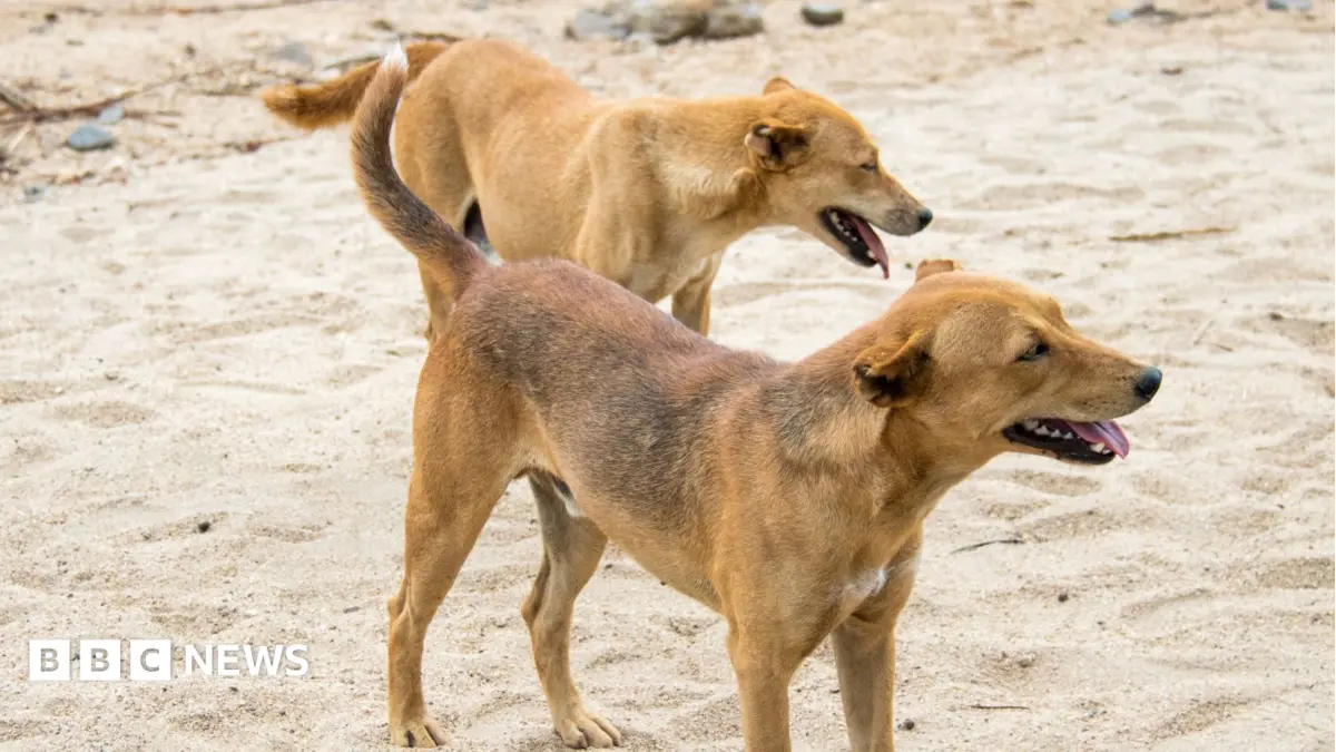 Ethiopian Town Kills 500 Dogs to Halt Rabies Outbreak