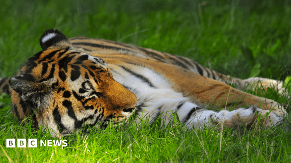 Yorkshire Wildlife Park Visitor Attacked by Tiger; Emergency Procedures Activated