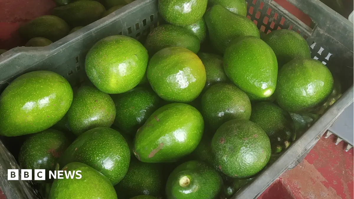 India's Avocado Consumption Soars, Domestic Growers Seek Larger Market Share