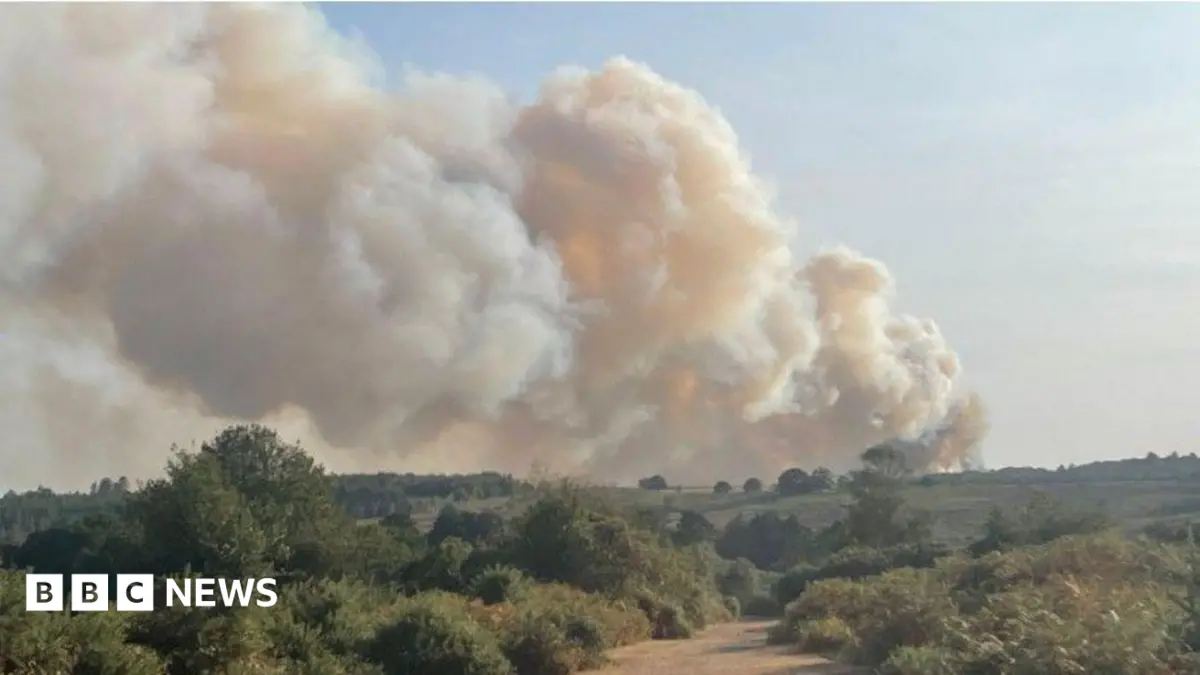 A31 Heathland Fire Spreads from Van Near Ringwood, Crews Respond