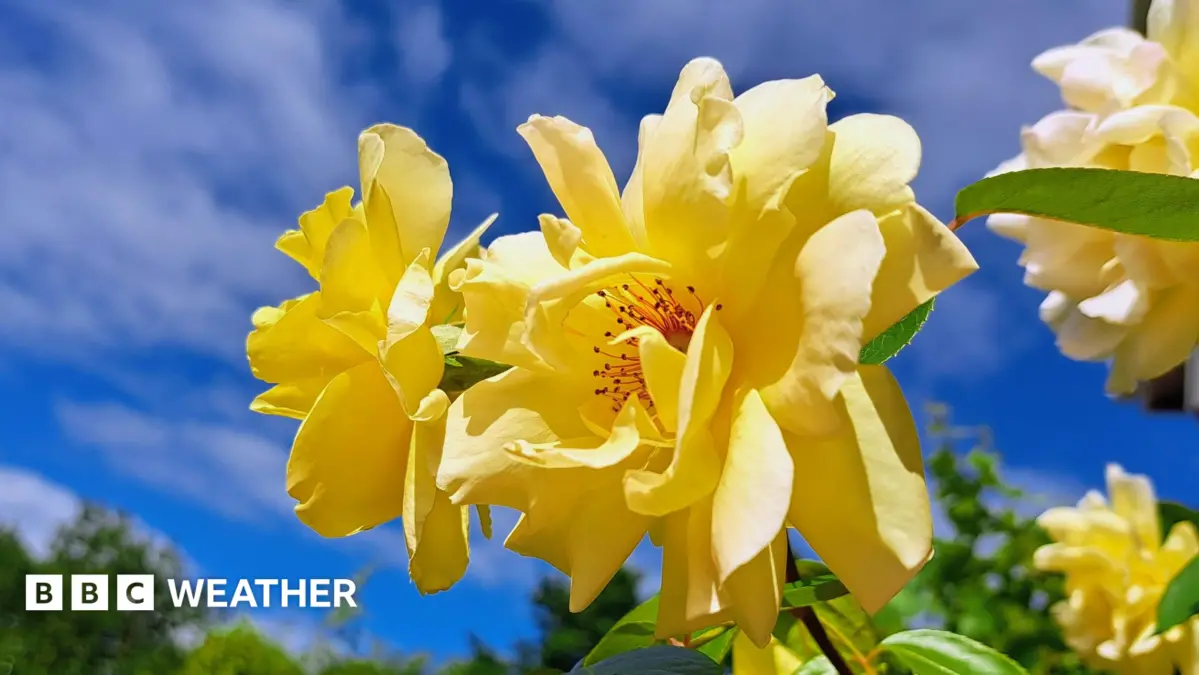June Heatwave Exceeded Prior Estimates as UK Braces for Short-Lived Reprieve