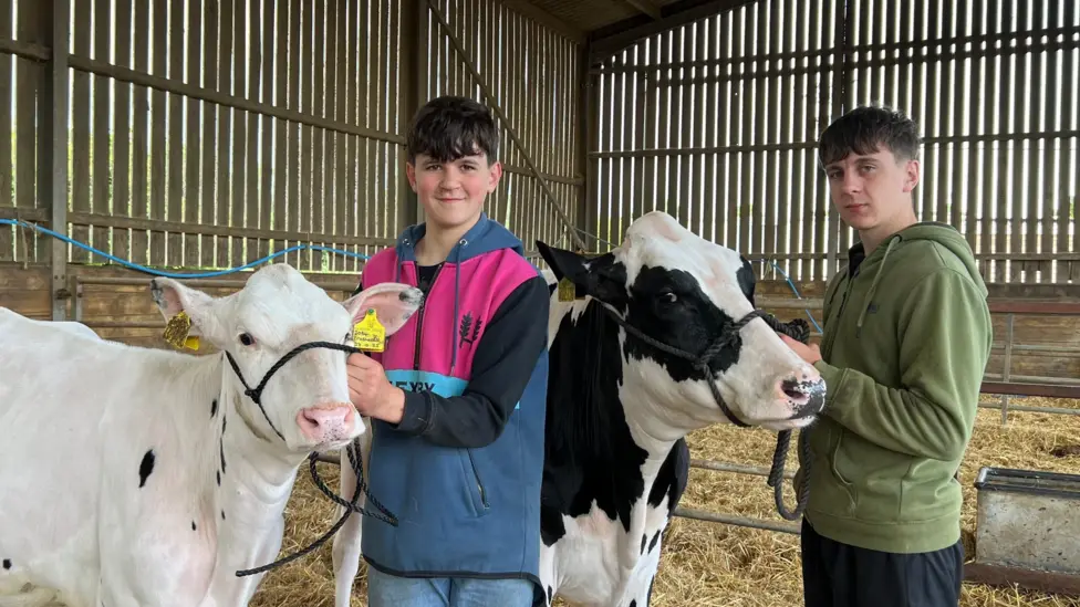 UK Dairy Farmers Face Existential Threat as Milk Prices Fall Below Production Costs