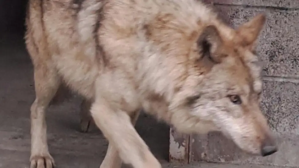 Elusive Wolf Neukgu Captured After Nine-Day South Korean Manhunt