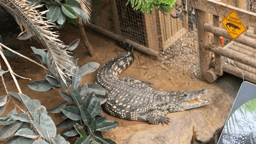 Three-Year-Old Boy Stable After Crocodile Attack at Johnsons of Old Hurst Enclosure