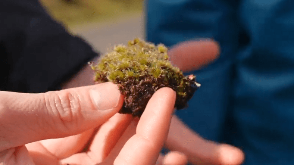 New Fungus Species Discovered Destroying Invasive Heath-Star Moss in UK