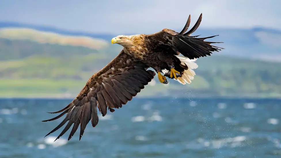 Government Approves White-tailed Eagle Release on Exmoor Despite Farmer Opposition