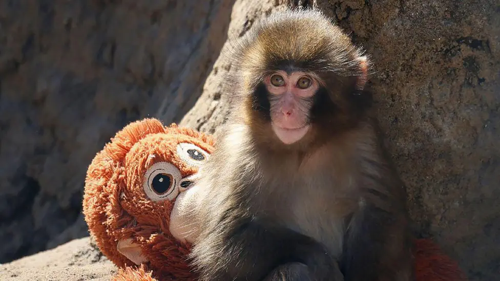 US Nationals Arrested in Japan After Zoo Enclosure Stunt with Internet-Famous Monkey Punch