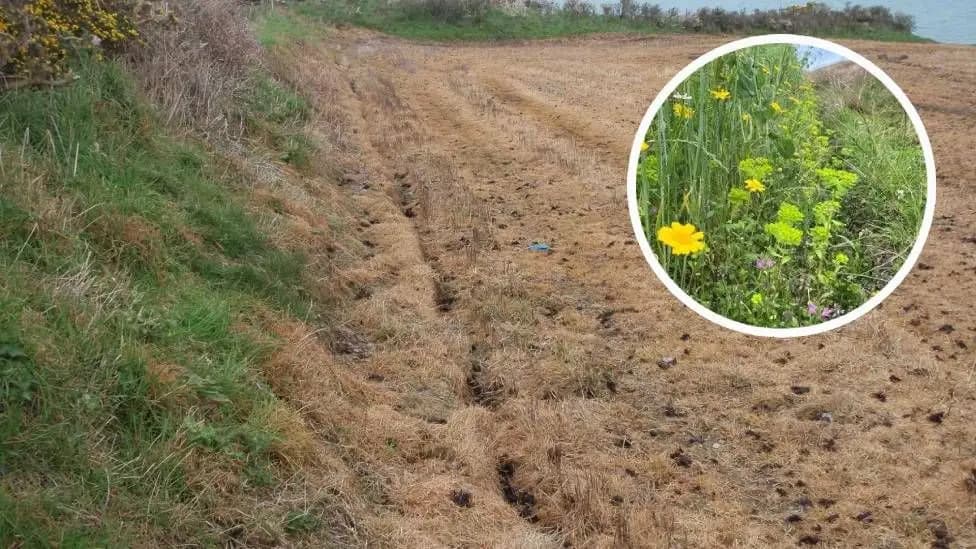 Ceredigion Farming Family Fined £19,000 for Damaging Rare Flowers on National Trust Land
