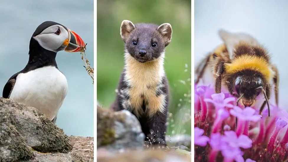 Bank of England Shortlists 18 British Wildlife Species for Next Banknote Series
