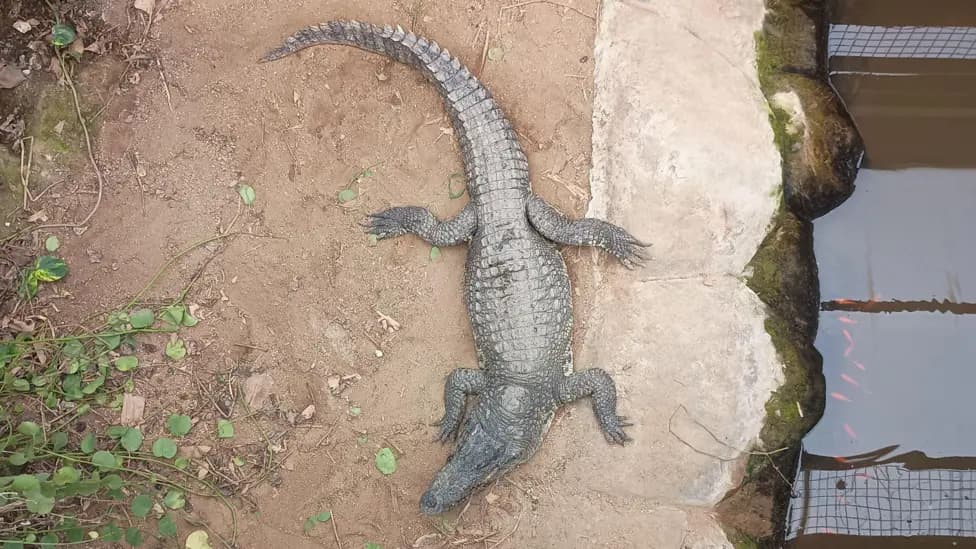 Three-Year-Old Boy in Critical Condition After Crocodile Attack at Johnsons of Old Hurst Zoo